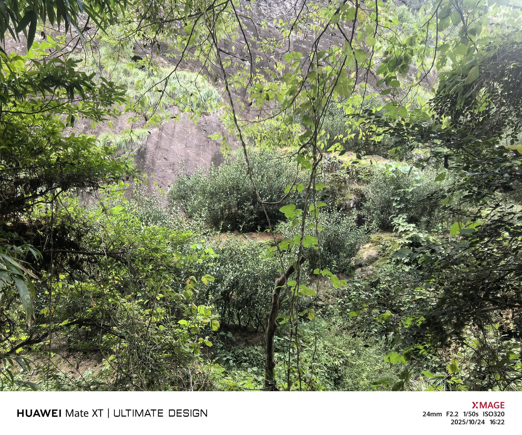 The long, narrow garden left by the elders of Tianxin village, fifty metres from the mother trees
