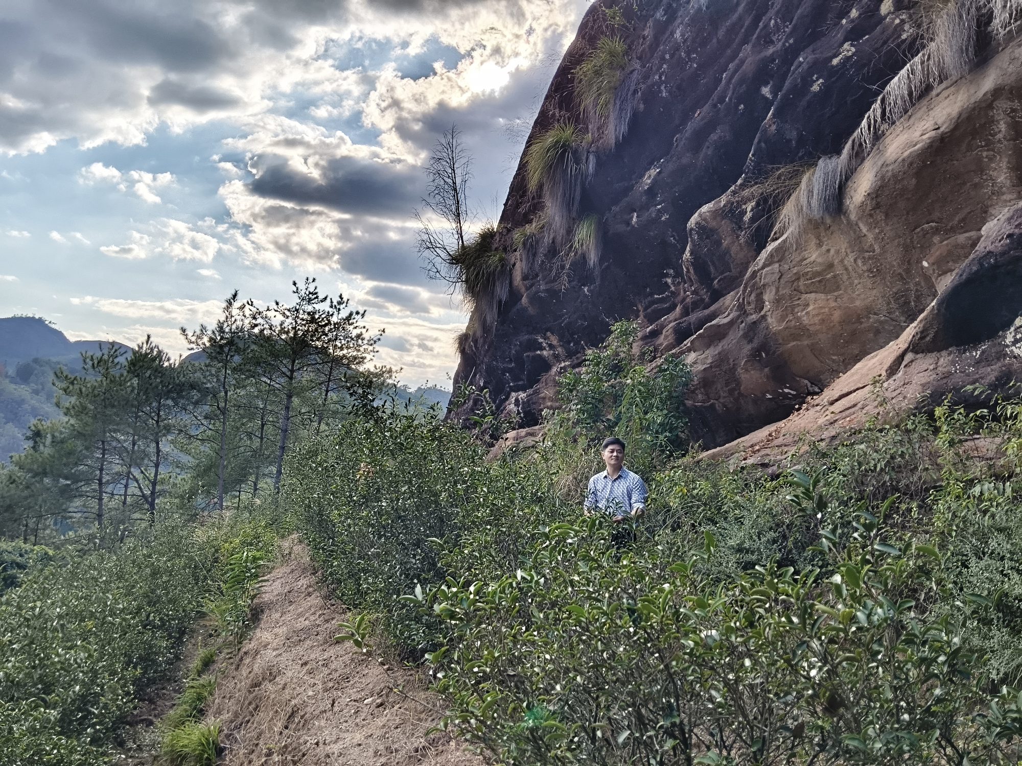 In Wuyi terroir: rows of tea bushes beneath danxia cliff faces