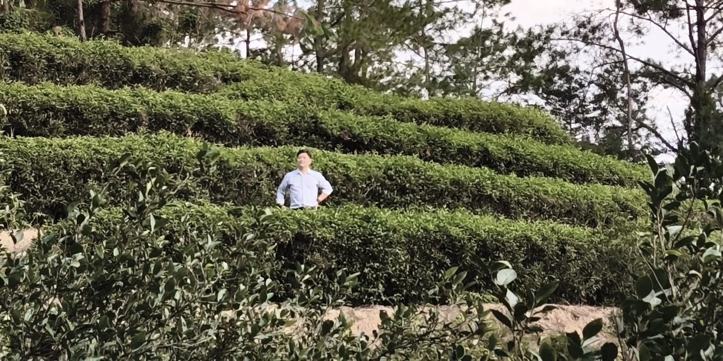 The ancestral garden: tea rows terraced between pines and cliff