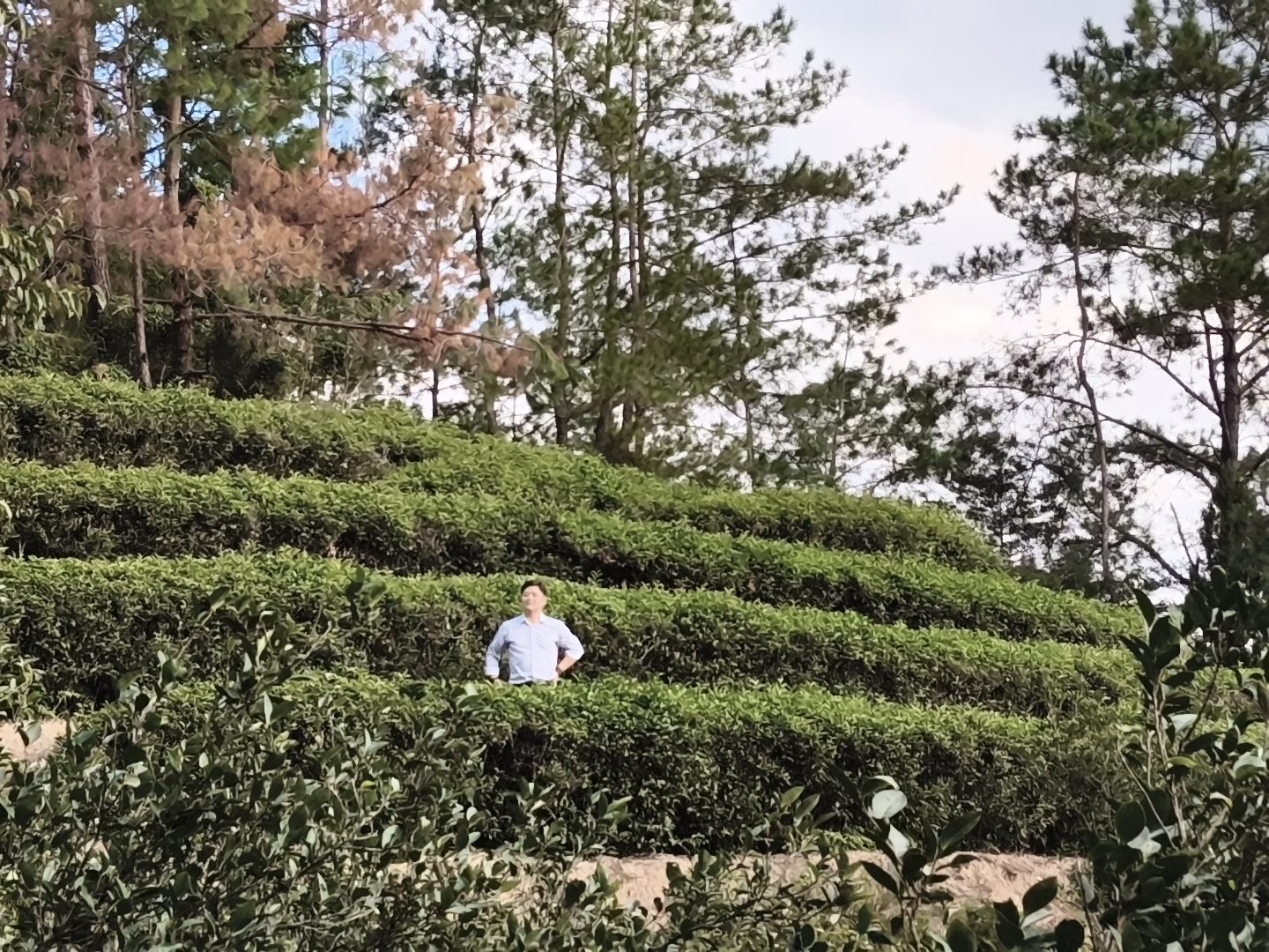 On the terroir: visitors walking between rows of tea bushes