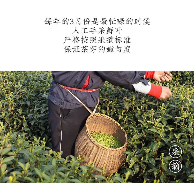 A farmer picking fresh leaves by hand between the rows, a bamboo basket at the waist holding the day's buds