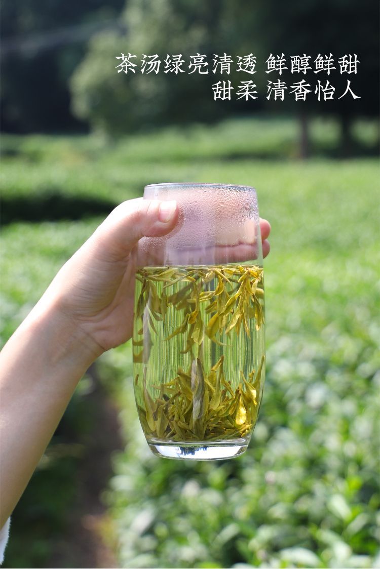Pre-Qingming Longjing brewed in a glass, buds unfurling in the water, the liquor green-bright and clear