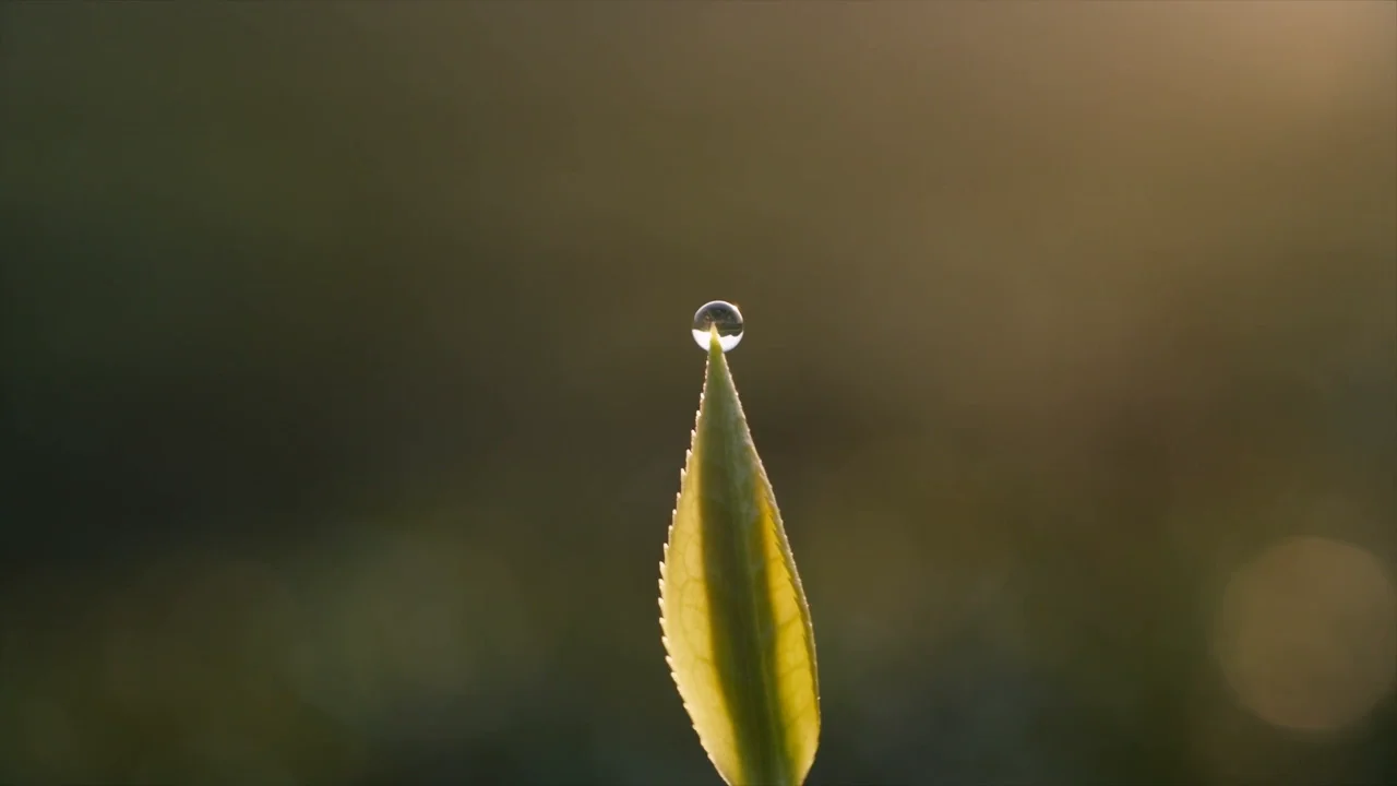 A dewdrop on the tip of a tea leaf, backlit by morning light