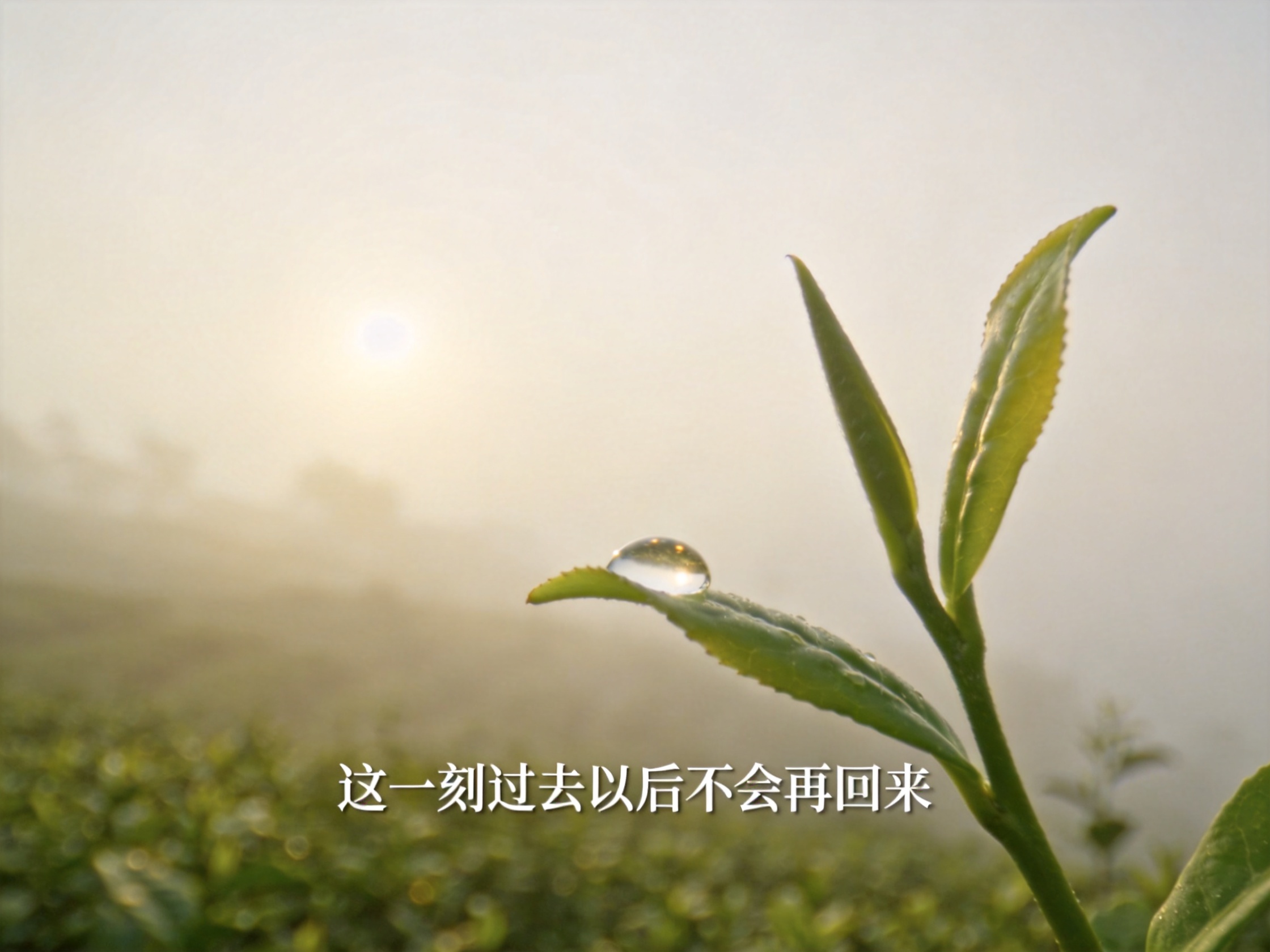 Spring Comes Only Once SEASON
